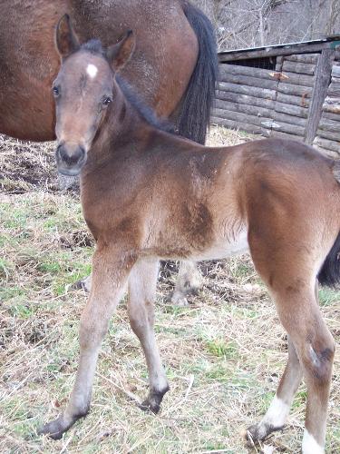 Sable Hill Sunrise - 2 week old Baby horse
