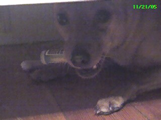 Lula Mae - When good dogs do bad things. Like eating chapstick under the bed.