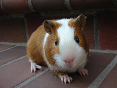 Baby Satin Guinea Pig - One of the two cute piggies I'm fostering.