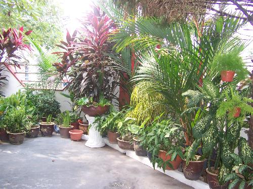 Home garden - Picture of my little humble garden at home.