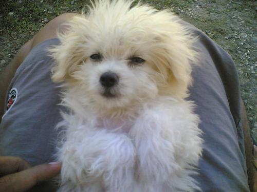 dog - budoy