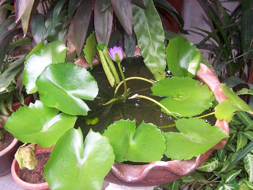 Lily in garden - One of my favorite plant at home, water lily. Nice isn't it?