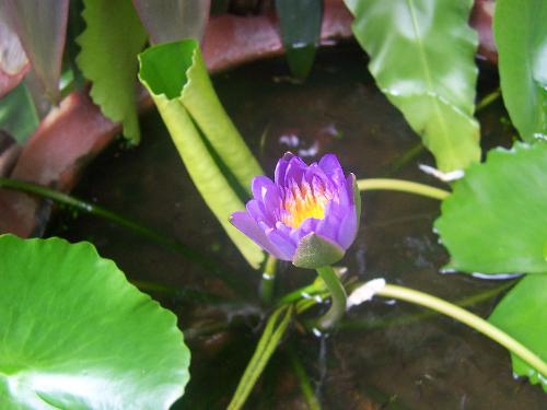 Close-up water lily - Closed up of my favorite water lily. Almost at full bloom state. FYI, there are little fishes in the pond.