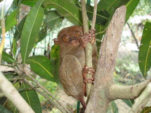 Tarsier - The Philippine Tarsier. Picture taken recently during my visit to Bohol, Central Philippines.