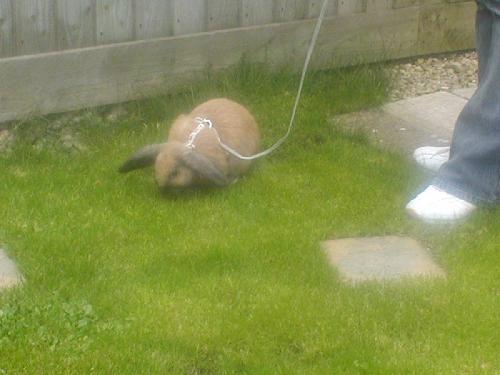 Our rabbit out for a walk - We have a lead to take her for a run sometimes but it is not very easy