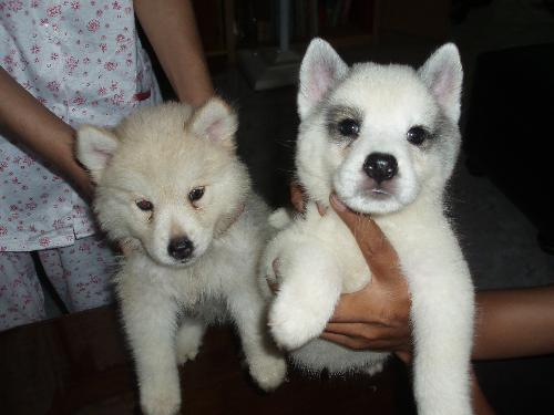Siberian Husky Puppies - Siberian Husky puppies. They are cute, adorable and playful. Hope you enjoy the picture.