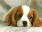 puppy - this picture shows my ideal puppy. i would want to have one. its so cute
