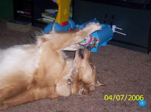 Sable - My dog, Sable