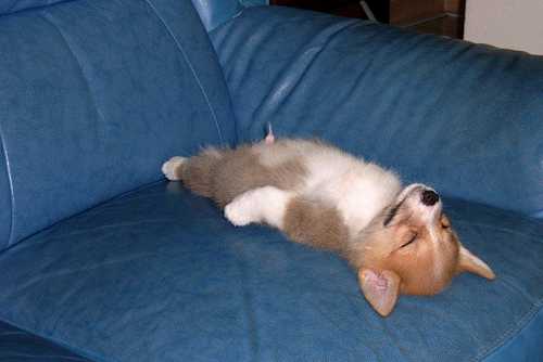 check out the cute pup - I really like dogs a lot, especially the little ones. They're so cute! I would love to own miniature dogs of each kind. They're so smart and quickly learn a trick, but knowing a trick or not they're still irresistible for dog lovers.