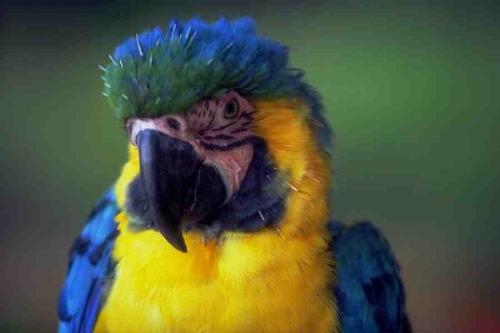 Blue & Gold Macaw - A blue and gold macaw.