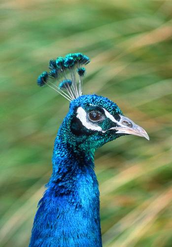Peacock - A peacock.