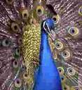 A Peacock - A peacock.