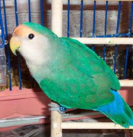 Dutch-blue peach-faced lovebird. - A dutch-blue peach-faced lovebird.