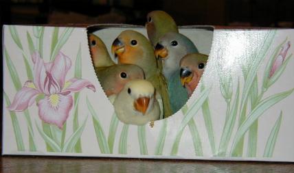 Baby Lovebirds - Baby lovebirds in a tissue box.