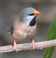 Finch - A finch.