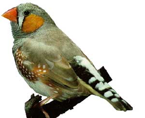 Zebra Finch - A zebra finch.
