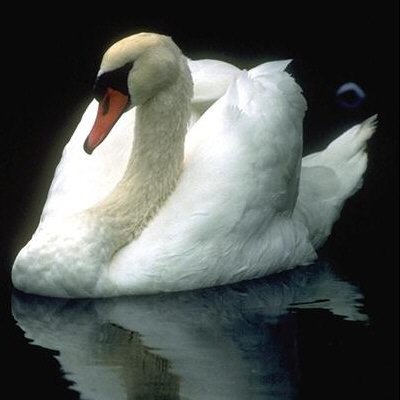 Swan - A swan.