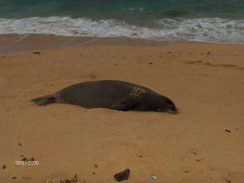 deadly hawaiian monk seal - these little known killers attack and drown surfers and swimmers here monthly. it is a hidden fact that these animals weighing up to 400 pounds, the males being highly territorial, and protective of a beach they lay claim to will attack anything they presume to be a threat. animal rights activists, green peace and others have worked to hide this fact, while all of us who live here find out quick how dangerous these cute seals are, the tourists are the ones who pay the price. one to five a month are attacked resulting in 5 to 15 fatalities a year. i think they should post signs like they do when sharks are present. but the consensus is, that might spark hunting the creatures again. i say good riddance to these dangerous animals. i mean how would you like to be swimming and have a four hundred pound seal try to exclude you from his beach, or worse mistake you for a female, and try to mate with you in the surf. the later causes the most drownings. anyway watch out for the monk seal if your in the islands. mahalo to all, oahu lopaka