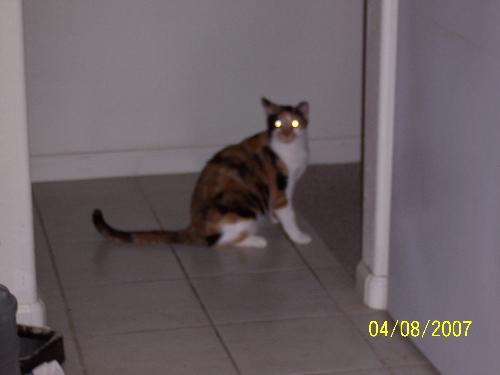 My niew cat - She finally came out from under the bed