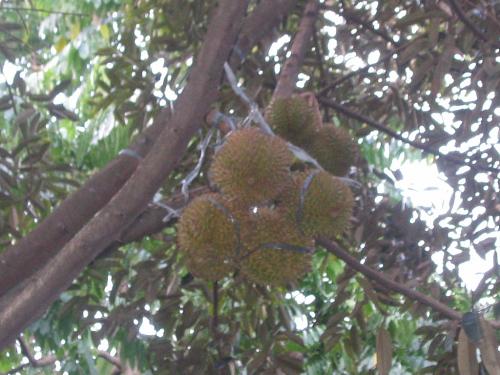 durian  - place of durian is davao