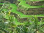 indonesia - Bali rice field great system