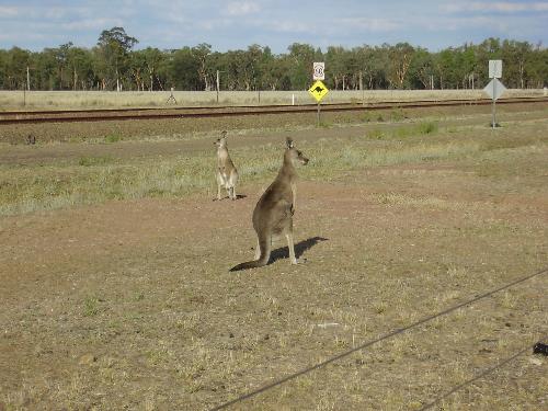 queensland kangoroo - Kangoroo in Queensland