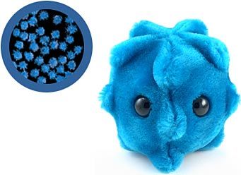 Check this pic - can you believe this cute thingy  - A picture of the cute cold bacteria.