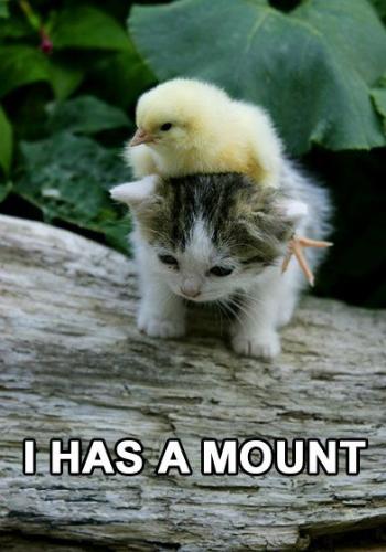 cute cat - A cute cat carrying a bird on the back.