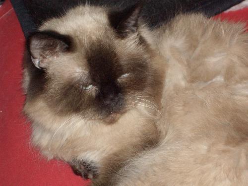Kiki - My oldest cat Kiki