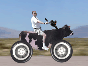 Future transportation mode - An automotive cow on wheels being ridden as a means of transport.