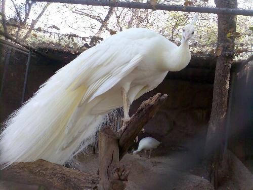 white peacock - white peacock in nehru zoolagical park, hyderabad.