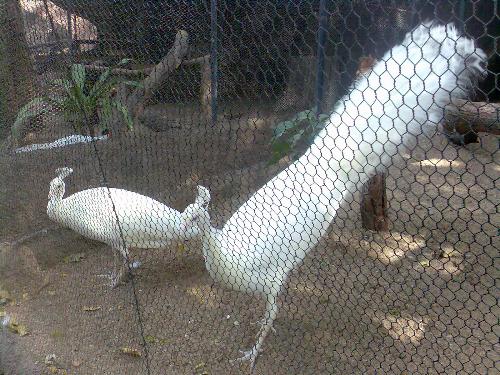 white peacock - white peacock in nzp, hyd