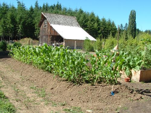 Last years garden - This is a picture early on in the season last year. We had corn, tomatoes, lettuce, artichoke, cukes, squash, carrots, and more.