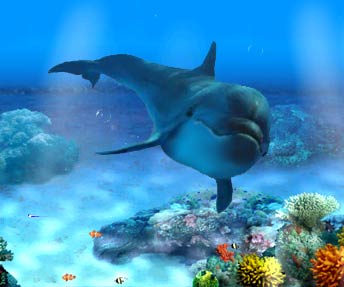 Dolphin - My own personal collection