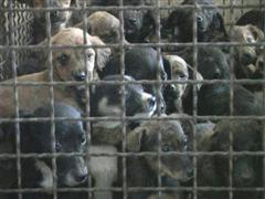 Too many puppies in this cage - A picture of very sad puppies caged in a space that is far too small for them.