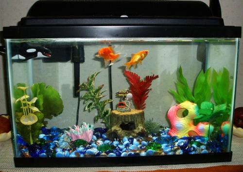 Goldfish Tank - A picture of our goldfish tank, with Swimmy and Goldy ...