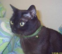 Luna - LunaBelle is the cat I got from a rescue group who rescued her from bad breeders. She is very cute and small - but muscular. She adores the baby and thinks he belongs to her!