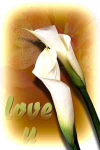love you rose - rose gift love you