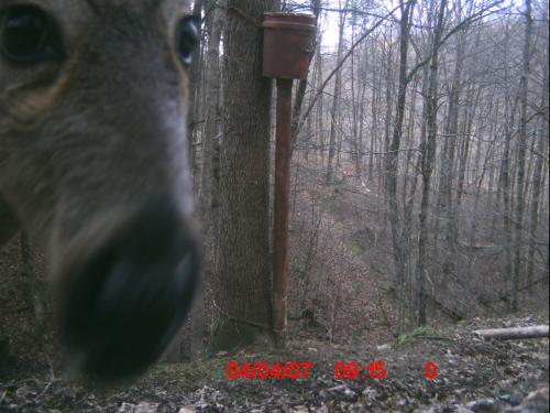 Smile Deer, You're On Candid Camera! - This is a picture that my husband's wildlife camera took. He received the camera for Christmas. He has it inside of his mom's birdhouse. This deer seems to be checking out the birdhouse, not realizing that it's picture was being taken. Smile!