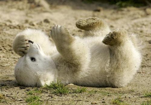 Knut the polar bear cub - On his first day of public outing. Berlin's youngest celebrity is a polar bear cub named Knut. Knut the polar bear cub - On his first day of public outing. Berlin's youngest celebrity is a polar bear cub named Knut.