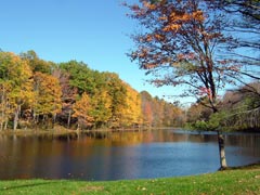 Foliage - if you are lucky, you live in one of those parts of the world where Nature has one last fling before settling down into winter's sleep. In those lucky places, as days shorten and temperatures become crisp, the quiet green palette of summer foliage is transformed into the vivid autumn palette of reds, oranges, golds, and browns before the leaves fall off the trees. On special years, the colors are truly breathtaking.   How does autumn color happen?    For years, scientists have worked to understand the changes that happen to trees and shrubs in the autumn. Although we don't know all the details, we do know enough to explain the basics and help you to enjoy more fully Nature's multicolored autumn farewell. Three factors influence autumn leaf color-leaf pigments, length of night, and weather, but not quite in the way we think. The timing of color change and leaf fall are primarily regulated by the calendar, that is, the increasing length of night. None of the other environmental influences-temperature, rainfall, food supply, and so on-are as unvarying as the steadily increasing length of night during autumn. As days grow shorter, and nights grow longer and cooler, biochemical processes in the leaf begin to paint the landscape with Nature's autumn palette.