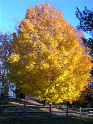 Golden fall - How does weather affect autumn color?    The amount and brilliance of the colors that develop in any particular autumn season are related to weather conditions that occur before and during the time the chlorophyll in the leaves is dwindling. Temperature and moisture are the main influences.   A succession of warm, sunny days and cool, crisp but not freezing nights seems to bring about the most spectacular color displays. During these days, lots of sugars are produced in the leaf but the cool nights and the gradual closing of veins going into the leaf prevent these sugars from moving out. These conditions-lots of sugar and lots of light-spur production of the brilliant anthocyanin pigments, which tint reds, purples, and crimson. Because carotenoids are always present in leaves, the yellow and gold colors remain fairly constant from year to year.   The amount of moisture in the soil also affects autumn colors. Like the weather, soil moisture varies greatly from year to year. The countless combinations of these two highly variable factors assure that no two autumns can be exactly alike. A late spring, or a severe summer drought, can delay the onset of fall color by a few weeks. A warm period during fall will also lower the intensity of autumn colors. A warm wet spring, favorable summer weather, and warm sunny fall days with cool nights should produce the most brilliant autumn colors.