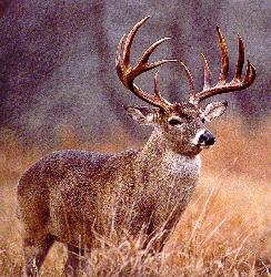 Nice Rack on this one!! - Big Buck