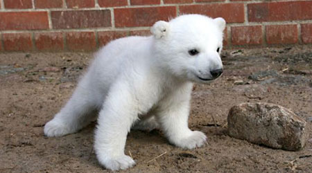 Knut - This adorable little fella is Knut the polar bear, a polar bear cub abandoned by his mother. He would have died in the Arctic wastes, had German conservationists not saved his life. Just warms your heart, doesn't it?  Now, the environmentalist wackos are demanding that the zoo kill this baby polar, bear, saying that nature intended for it to die, and thus, it would be better off if it were dead.  Just warms your heart, doesn't it?