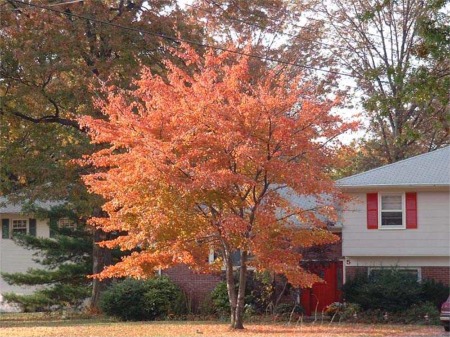 Tree in fall - A GREEN LEAF IS GREEN because of the presence of a group of pigments known as chlorophylls. When they are abundant in the leafs cells, as they are during the growing season, the chlorophylls' green color dominates and masks out the colors of any other pigments that may be present in the leaf. Thus the leaves of summer are characteristically green.   The chlorophylls have a vital function: they capture some of the sun's energy and utilize it in the manufacture of the plant's food - simple sugars which are produced from water and carbon dioxide. These sugars are the basis of the plant's nourishment-the sole source of the carbohydrates needed for growth and development.   In their food-manufacturing process, the chlorophylls themselves break down and thus are being continually 'used up.' During the growing season, however, the plant replenishes the chlorophyll so that the supply remain high and the leaves stay green.  But as autumn approaches, certain influences both inside and outside the plant cause the chlorophylls to be replaced at a slower rate than they are being used up. During this period, with the total supply of chlorophylls gradually dwindling, the 'masking' effect slowly fades away. Then other pigments that have been present (along with the chlorophylls) in the cells all during the leaf's life begin to show through. These are carotenoids they give us colorations of yellow, brown, orange, and the many hues in between.   The reds, the purples, and their blended combinations that decorate autumn foliage come from another group of pigments in the cells called anthocyanins. These pigments are not present in the leaf throughout the growing season as are the carotenoids. They develop in late summer in the sap of the cells of the leaf, and this development is the result of complex interactions of many influences - both inside-and outside the plant. Their formation depends on the breakdown of sugars in the presence of bright light as the level of a certain chemical (phosphate) in the leaf is reduced.   During the summer growing season, phosphate is at a high level. It has a vital role in the breakdown of the sugars manufactured by chlorophyll.   But in the fall, phosphate, along with the other chemicals and nutrients, moves out of the leaf into the stem of the plant. When this happens, the sugar-breakdown process changes, leading to the production of anthocyanin pigments. The brighter the light during this period, the greater the production of anthocyanins and the more brilliant the resulting color display that we see. When the days of autumn are bright and cool, and the nights are chilly but not freezing, the brightest colorations usually develop.   Anthocyanins temporarily color the edges of some of the very young leaves as they unfold from the buds in early spring. They also give the familiar color to such common fruits as cranberries, red apples, blueberries, cherries, strawberries, and plums.   In our autumn forests they show up vividly in the maples, oaks, sourwood, sweetgum, dogwood, tupelo, black gum and persimmon. These same pigments often combine with the carotenoids' colors to give us the deeper orange, fiery reds, and bronzes typical of many hardwood species.   The carotenoids occur, along with the chlorophyll pigments, in tiny structures - called plastids - within the cells of leaves. Sometimes they are in such abundance in the leaf that they give a plant a yellow-green color, even during the summer. But usually we become aware of their presence for the first time in autumn, when the leaves begin to lose their chlorophyll.   Carotenoids are common in many living things, giving characteristic color to carrots, corn canaries, and daffodils, as well as egg yolks, rutabagas, buttercups, and bananas.   Their brilliant yellows and oranges tint the leaves of such hardwood species as hickories, ash, maple yellow-poplar, aspen, birch, black cherry, sycamore, cottonwood, sassafras, and alder.  In late summer the veins that carry fluids into and out of the leaf are gradually closed off as a layer of special cork cells forms at the base of each leaf. As this cork layer develops, water and mineral intake into the leaf is reduced, slowly at first, and then more rapidly. It is during this time that the chlorophyll begins to decrease.   Often the veins will still be green after the tissues between them have almost completely change color.