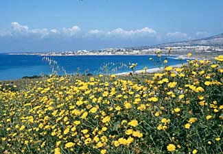 cyprus - cyprus golden crown daisies