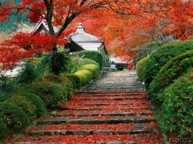 japan - japanese garden in autumn