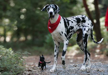 World's tallest dog - Gibson,a Great Dane who is the world's tallest dog at 7'2''(2.18metres)