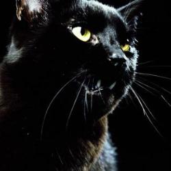 Black cat - black cat