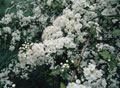 Blossoming Hawthorn - Blossoming Hawthorn in Spring.